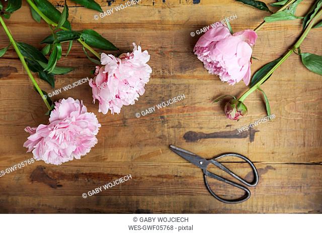 Pink peonies and scissors on wood