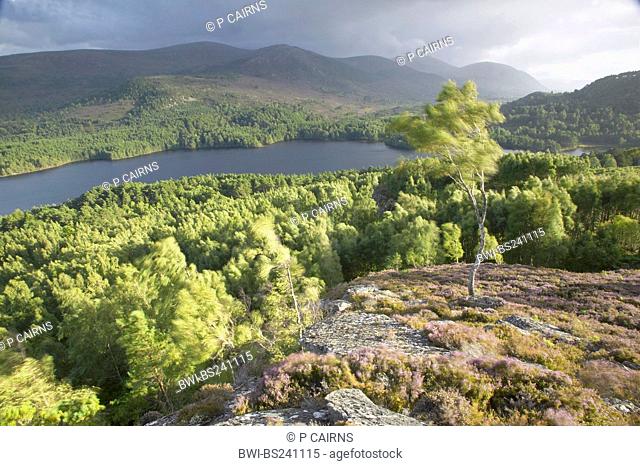 view over Rothiemurchus and Lower Glenfeshie forest in the evening light, United Kingdom, Scotland, Cairngorms National Park