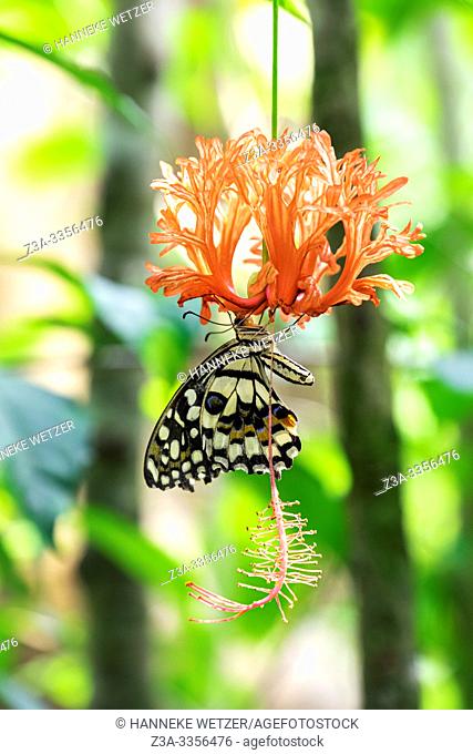 Butterfly sucking nectar from a flower