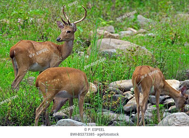 Thamin, Brow-antlered deer, Eld's deer (Panolia eldii, Rucervus eldii, Cervus eldii), three Eld's deers on a clearing, Thailand