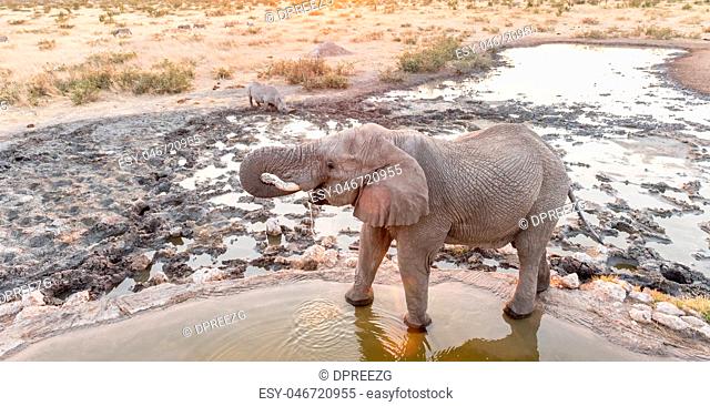 African Elephant and a black rhinoceros drinking water at sunset