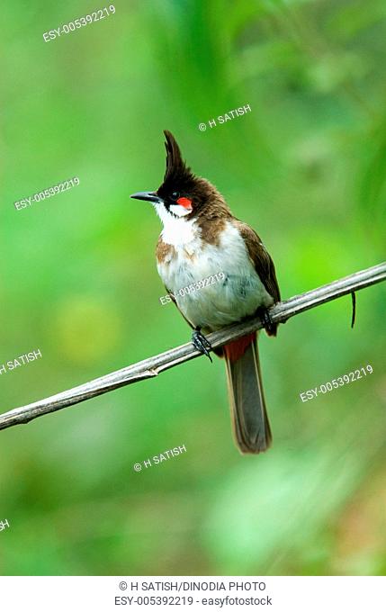 Birds , Red whiskered bulbul pycnonotus jocosus , Bangalore , karnataka , india