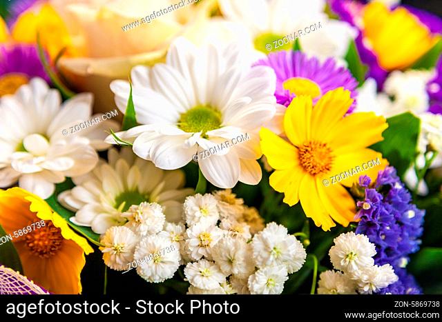 Beautiful Wild flowers background on a white background