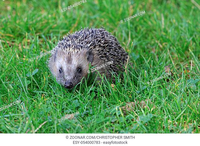 Hedgehog (Erinaceus europaeus) on grass close-up