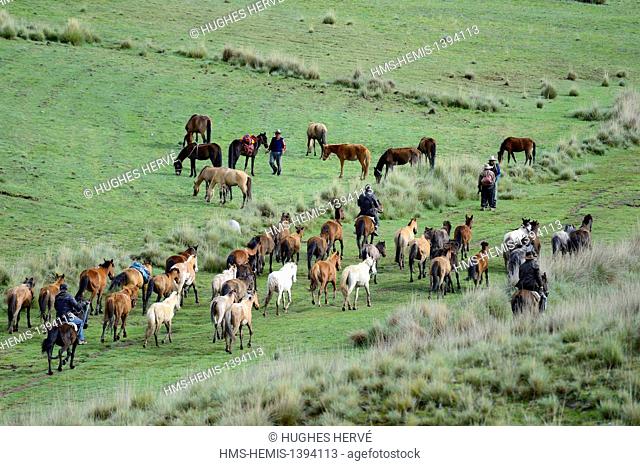 Peru, Cuzco province, Apurimac valley, group of horses and rider going to the Feria Levitaca