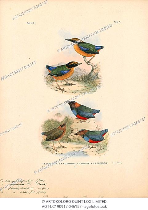 Pitta moluccensis, Print, The blue-winged pitta (Pitta moluccensis) is a passerine bird in the family Pittidae native to Australia and Southeast Asia
