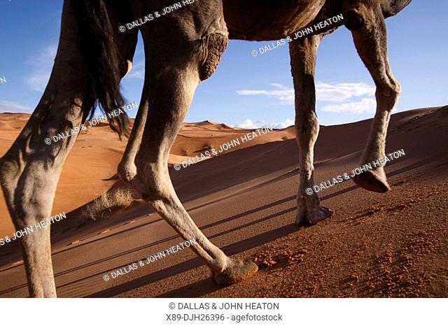 Africa, North Africa, Morocco, Sahara Desert, Merzouga, Erg Chebbi, Camel, Legs of Camel