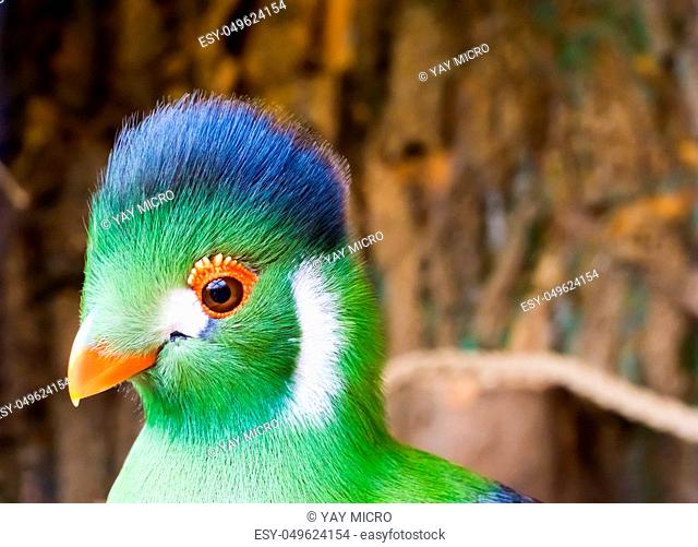 white cheeked turarco head in closeup, a funny and beautiful tropical bird from africa