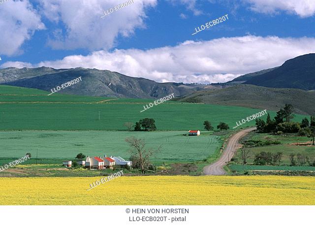 Farm Cottages and Rolling Green & Yellow Fields  Caledon District, Overberg, Western Cape Province, South Africa