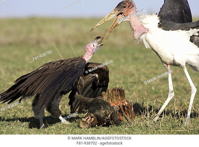Lappet-faced vulture Torgos tracheliotos and Maribou stork Leptoptilos crumeniferus fighting over remains of wildebeest carcass  Ndutu, Tanzania  January