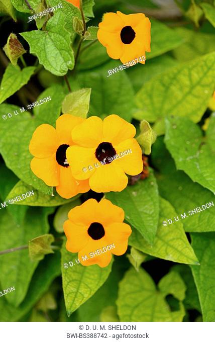 black-eyed susan (Thunbergia alata), flowers