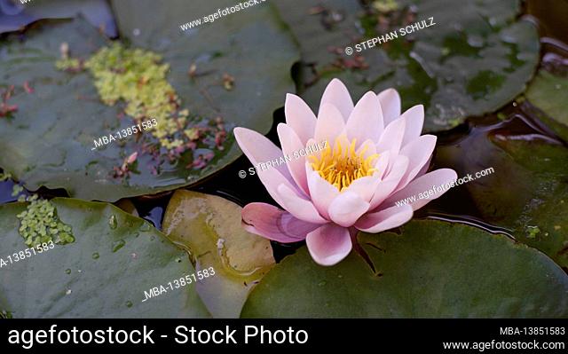 Water lily, pink blossom