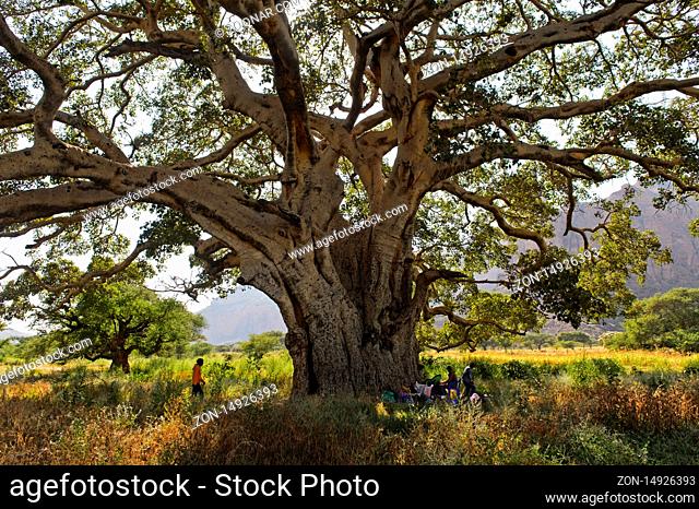 Weit ausladende Äste der Maulbeerfeige (Ficus sycomorus), Hawzien Hochebene, Tigray, Äthiopien / Spreading branches of a Sycamore Fig (Ficus sycomorus)