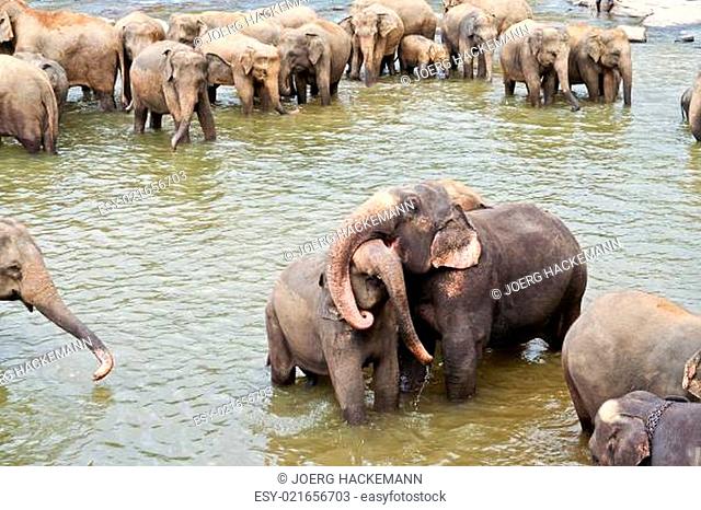 elephants take a bath in the river in the wilder