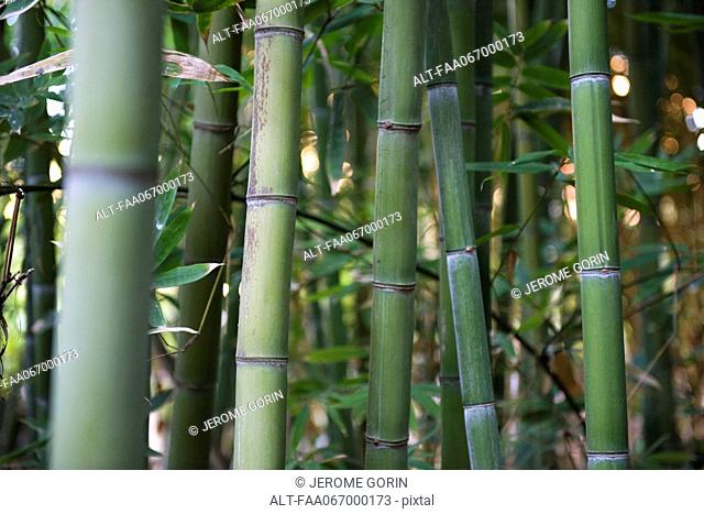 Bamboo stalks, close-up