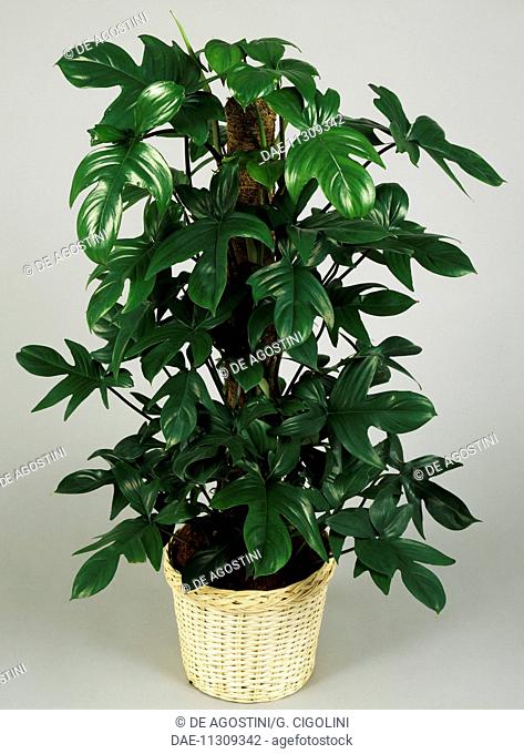 Philodendron (Philodendron laciniatum), Araceae
