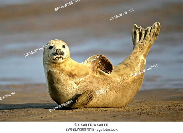 gray seal Halichoerus grypus, pup lying in bragger pose at beach stretching it's tail fin, United Kingdom, Lincolnshire, Donna Nook