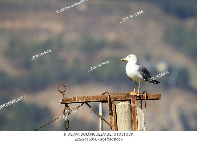 Yellow-legged Gull (Larus michahellis) perched on metallic structure. Israel