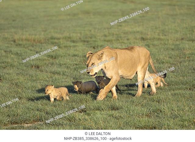 African Lion (Panthera leo) mother and young, Ndutu, Ngorongoro Conservation Area, southern Serengeti, Tanzania