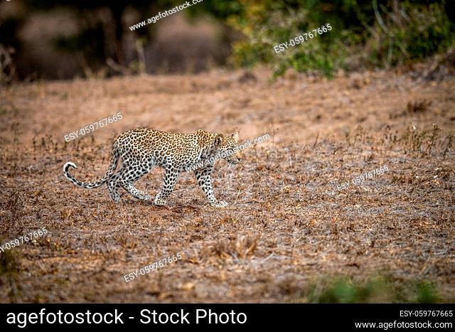 Young Leopard walking in the grass in the Kruger National Park, South Africa