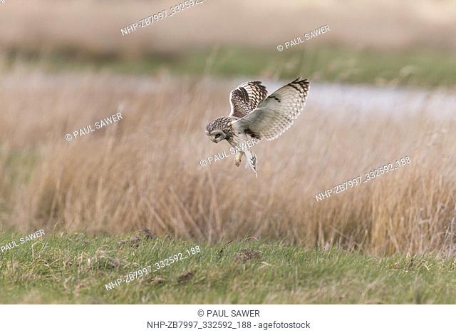 Short-eared Owl (Asio flammeus) adult flying, hovering on grazing marsh, Suffolk, England, March