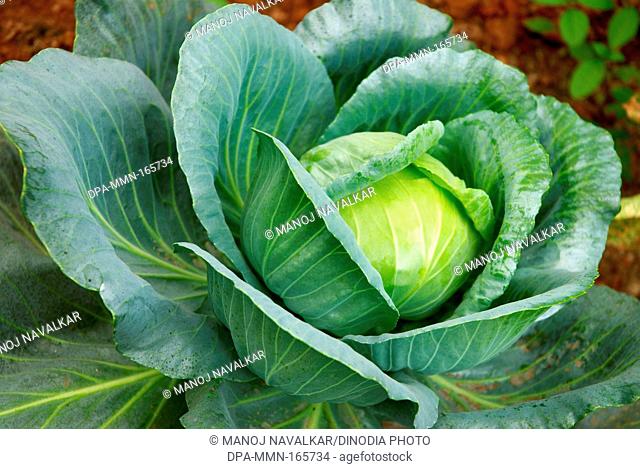 Vegetable ; cabbage growing in fields  at nigdi near Pune ; Maharashtra ; India
