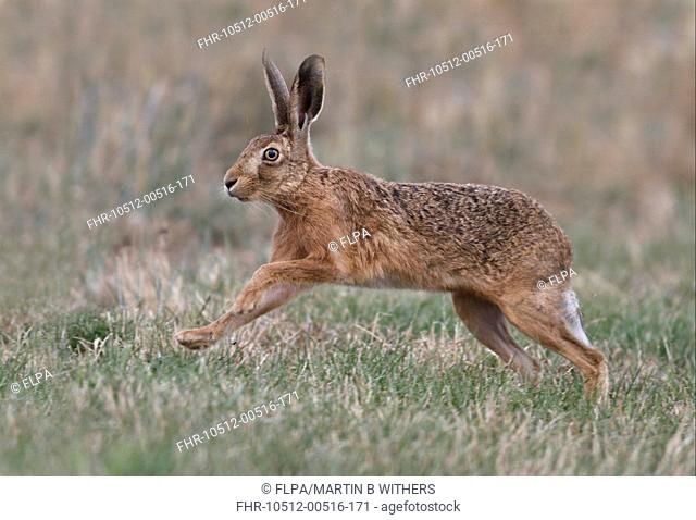 European Hare Lepus europaeus adult, running, Leicestershire, England, august