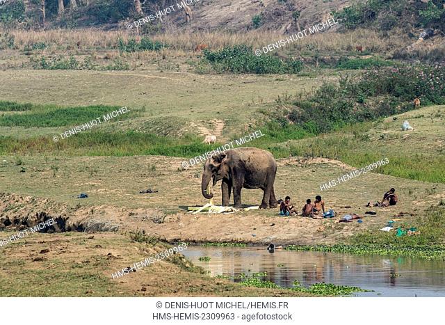 India, Assam, Kaziranga national park, listed as World Heritage by UNESCO, asian elephant (Elaphas maximus), tamed elephant and mahouts