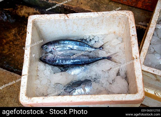 Negombo, Sri Lanka - July 25, 2018: Dead fish in a box with ice at the early morning fish market
