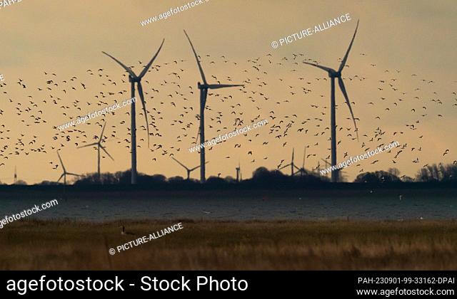 12 April 2023, Lower Saxony, Wangerooge: 12.04.2023, Wangerooge. A flock of Golden Plover (Pluvialis apricaria) flies in the light of the low afternoon sun over...