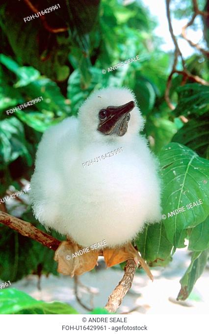 Booby juvenile, Bird I., Mili, Marshall Islands N. Pacific