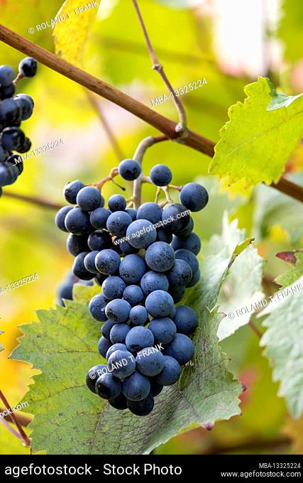 Germany, Southern Palatinate, red grapes