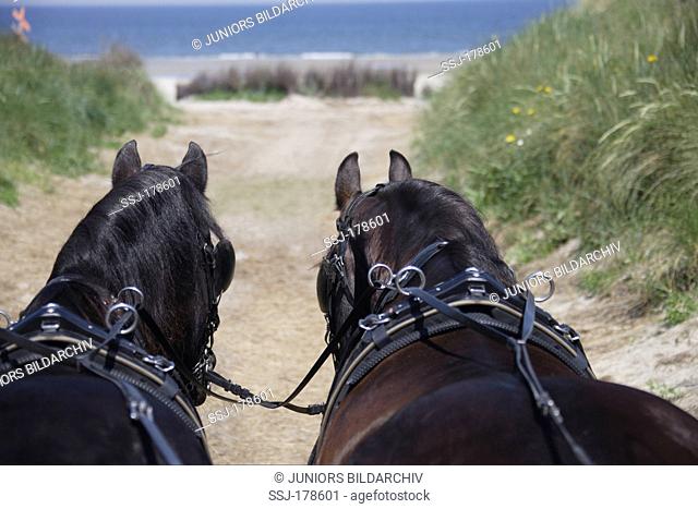Friesian Horse. Team of two with carriage on their way to the beach