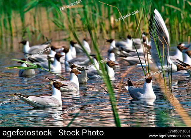 flock of gulls swims on the water among the reed stems. Black-headed gull (Larus ridibundus)