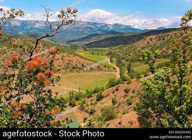 Smoketree on the background of the summer landscape of the Crimean mountains