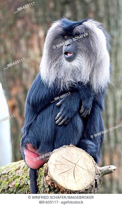 Lion-tailed Macaque (Macaca silenus), sitting on a tree stump, Apenheul, Netherlands, Europe