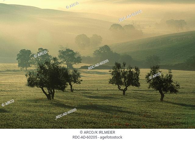 Meadows and Trees in morning haze San Quirico Tuscany Italy
