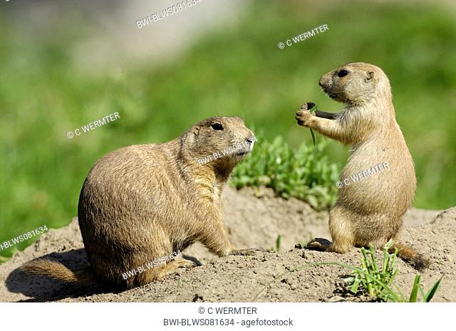 black-tailed prairie dog, Plains prairie dog Cynomys ludovicianus, adult with young