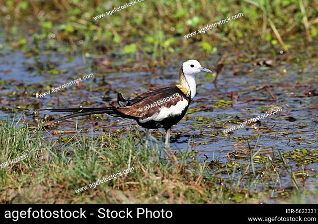 Pheasant-tailed jacana (Hydrophasianus chirurgus) adult, breeding feather, standing in shallow water, Bundala N. P. Sri Lanka