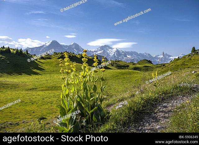 Yellow gentian, Schynige Platte, mountain top at the back, Jungfrau region, Grindelwald, Canton Bern, Switzerland, Europe