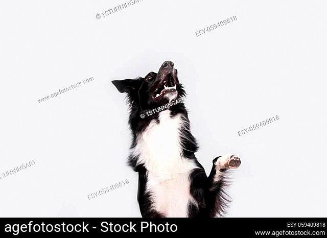 Happy surprised purebred border collie dog looking up with his mouth opened mouth and big eyes looking up attentive staring, waiting for food