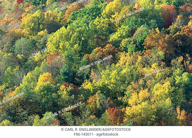 Deciduous Forest in the autumn. Shenandoah National Park. Virginia. USA