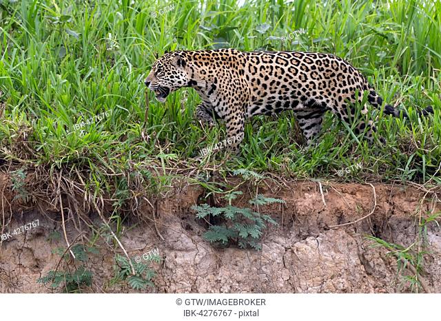 Jaguar (Panthera onca) walking on the shore, Cuiaba river, Pantanal, Mato Grosso, Brazil