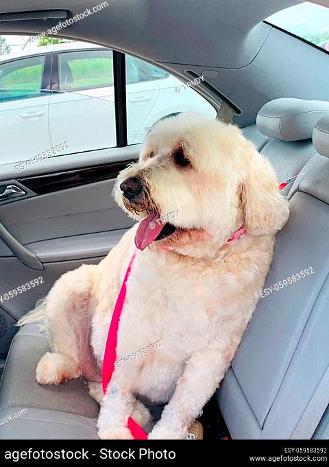 White golden doodle ready to go home while it sits in backseat of car after a day at the groomers