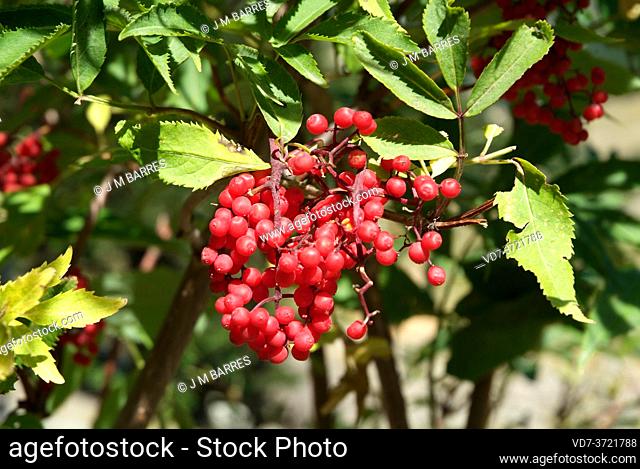 Red elderberry (Sambucus racemosa) is a big shrub or little tree native to Europe, North America and northern Asia. This photo was taken in Lleida Pyrenees