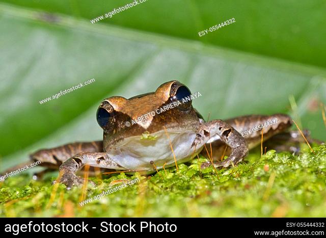 Tropical Frog, Craugastor noblei, Tropical Rainforest, Costa Rica, Central America, America