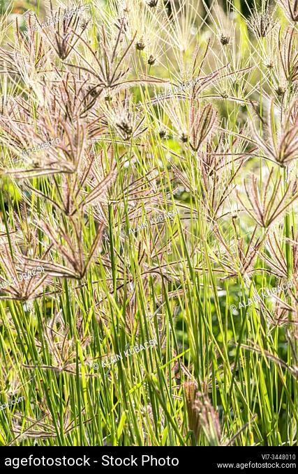 Bermuda Grass / Cynodon dactylon