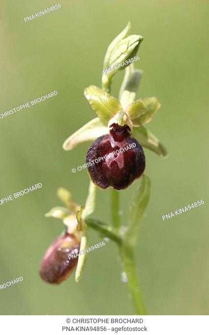 Ophrys passionis - Ile d’ Oleron, La Gaconnière, Charente-maritime, Poitou-Charentes, France, Europe