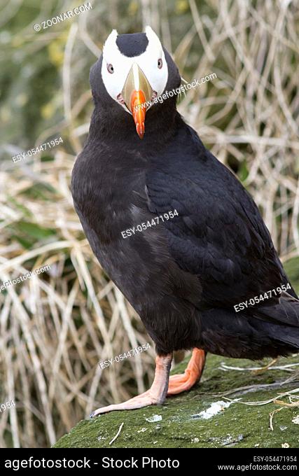 Tufted puffin sitting on a rock against a background of dry grass on a spring afternoon near the colony