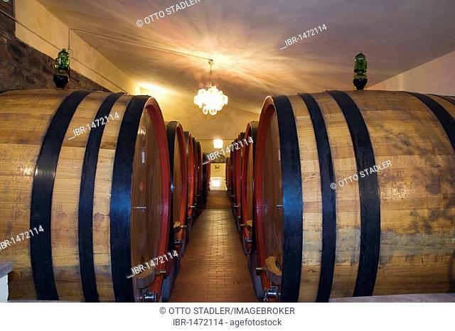Wine barrels, wine cellar in the Brunello winery, Fattoria dei Barbi, Podernovi, Montalcino, Tuscany, Italy, Europe